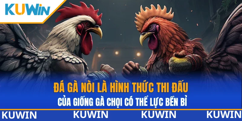 Đá gà nòi là hình thức thi đấu của giống gà chọi có thể lực bền bỉ