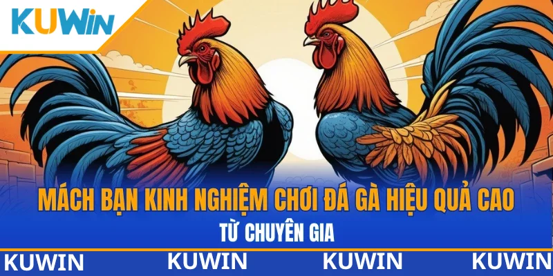 Mách bạn kinh nghiệm chơi đá gà hiệu quả cao